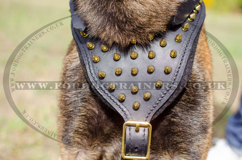 buy luxury dog harnesses for Belgian Malinois online UK